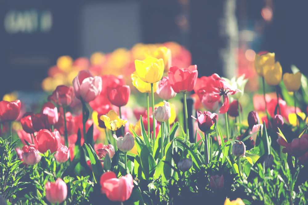 Top 10 Places to Take Your TEFL Course in Spring | ITTT | TEFL Blog