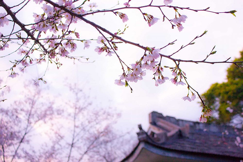 Teaching English in Japan - Alumni Report by Gabriella S. | ITTT | TEFL Blog