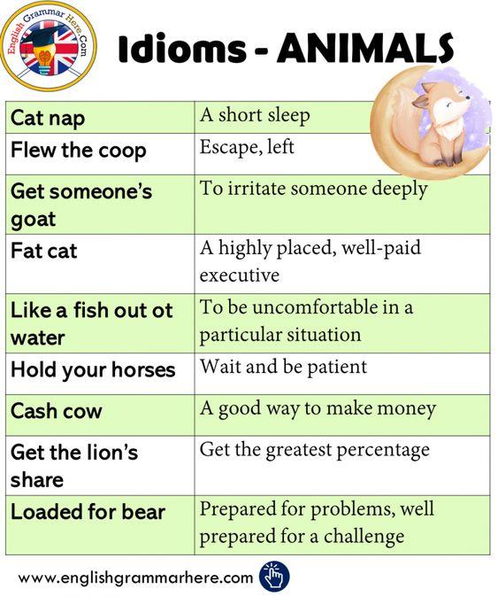 Grammar Corner Animal Idioms and Phrases with Meanings and Examples