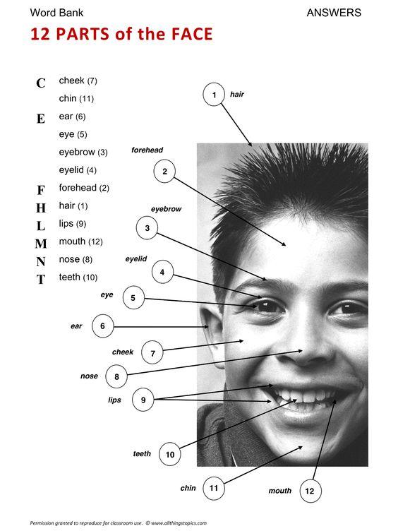 Grammar Corner 12 Parts of the Face