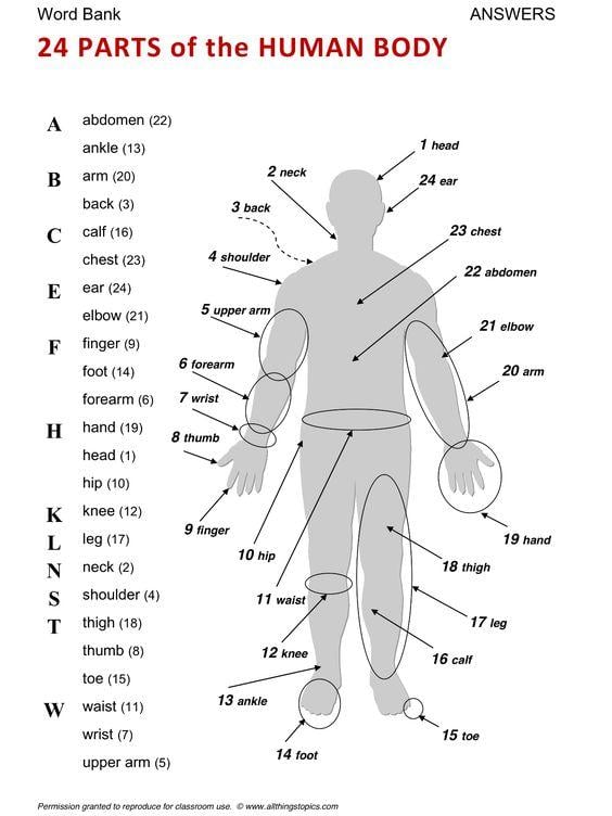 Grammar corner 24 Parts of the Human Body Grammar Corner 24 Parts of the Human Body