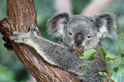 australian koala