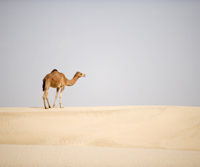 camel in the desert